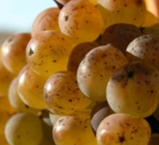 The Best Dessert Wines of the 2025 San Francisco International Wine Competition