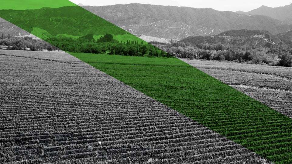 Best Sauvignon Blanc — 2025 San Francisco International Wine Competition