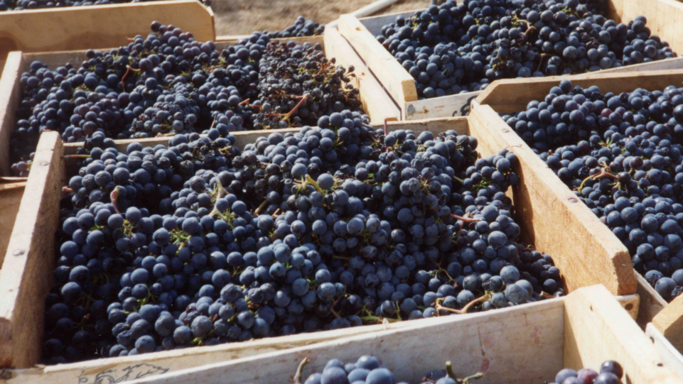 Best Cabernet at 2025 San Francisco International Wine Competition