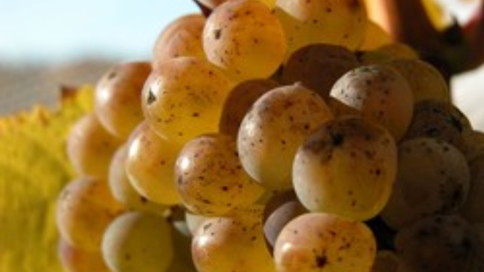 The Best Dessert Wines of the 2025 San Francisco International Wine Competition