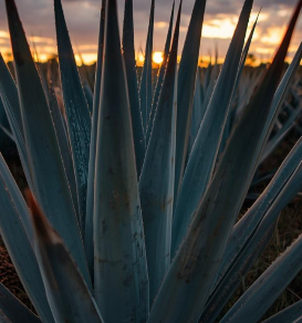 Understanding an Agave Spirits Label