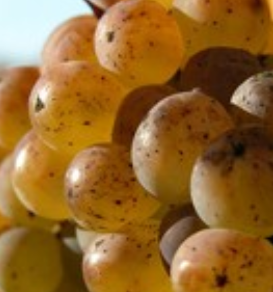 The Best Dessert Wines of the 2025 San Francisco International Wine Competition