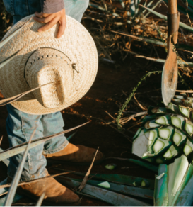 Latin America World Spirits Competition (LAWSC) Returns to Mexico in 2026 at the New Tequila Lab